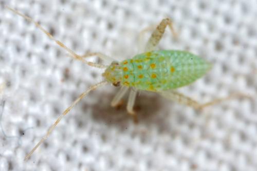 Réf. 300 444 : Phytocoris delicatulus